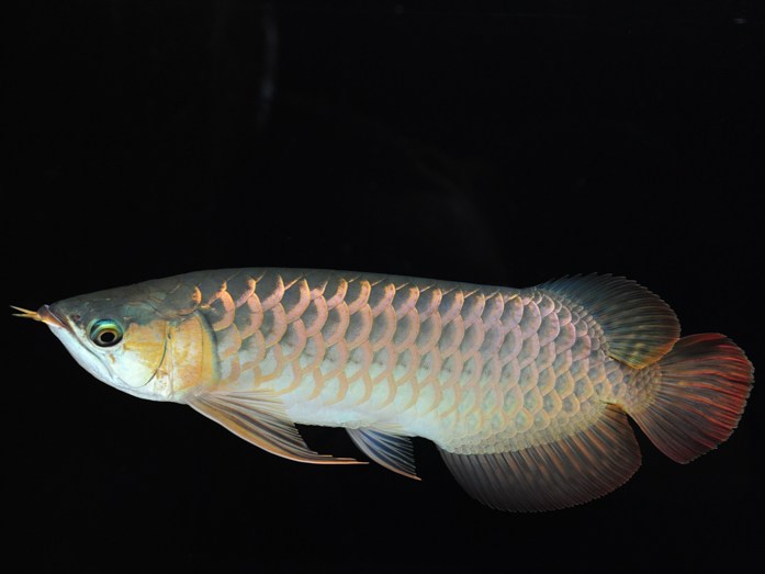 robin arowana