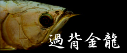 �A�W�A�A�����i�@�ߔw����
