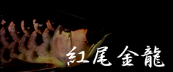 �A�W�A�A�����i�@�g������