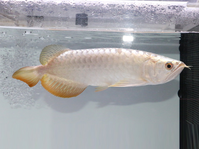 アクアリーダー養魚場のご紹介 | アジアアロワナワールド