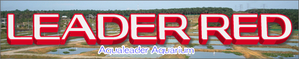 リーダーレッド(aqualeader)
