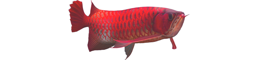 aro78 | #アジアアロワナ #紅龍 #スーパーレッド #superred
