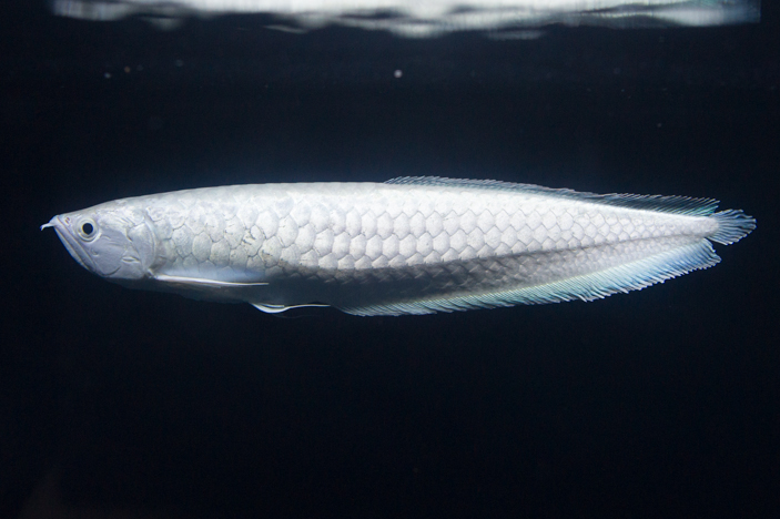 プラチナブラック アジアアロワナ専門店 ラフレシア Platinum Black Arowana