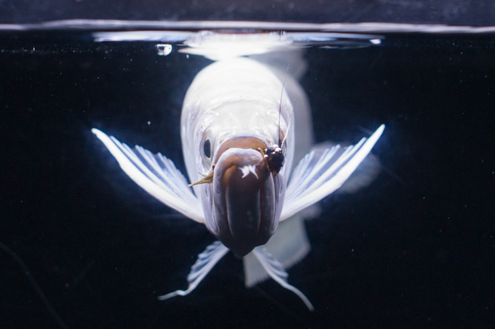 プラチナブラックの捕食シーン