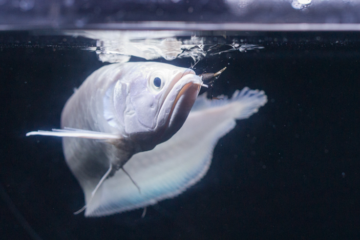 プラチナブラック アジアアロワナ専門店 ラフレシア Platinum Black Arowana