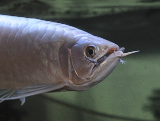 アフリカツメガエルを食べるプラチナのアロワナ