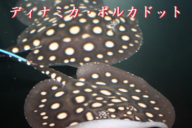�f�B�i�~�J�E�|���J