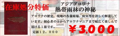 アジアアロワナ 熱帯雨林の神秘 在庫処分特価 |3,000
