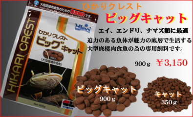 ビックキャット