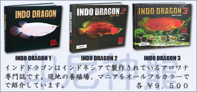 アロワナ専門誌 インドドラゴン