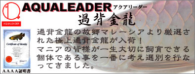 過背金龍(アクアリーダー)マレーシア