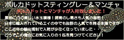 ポルカドットスティングレイ