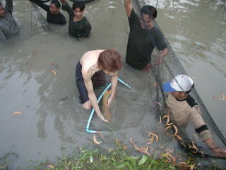 タイの池にてアロワナの個体チェックをしている福井
