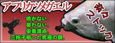 アロワナの餌に最適ツメガエル!